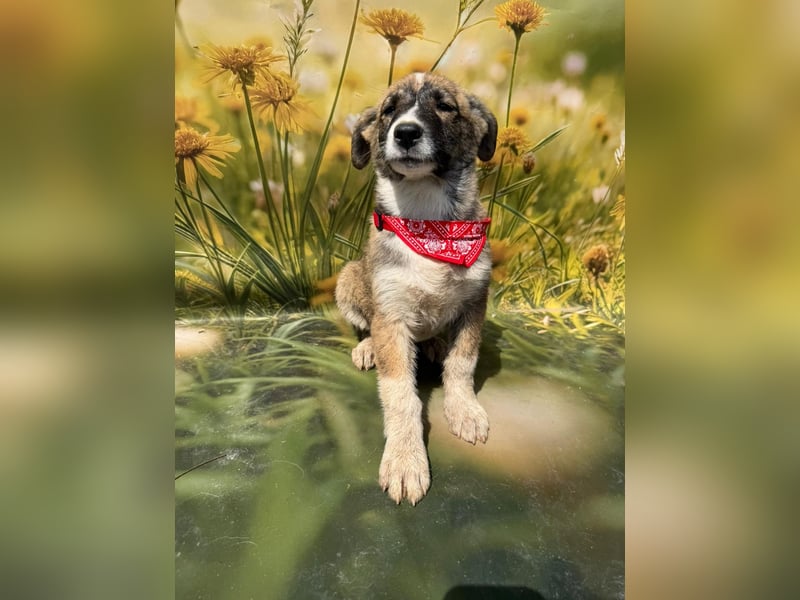 Hazel, möchte die Welt entdecken
