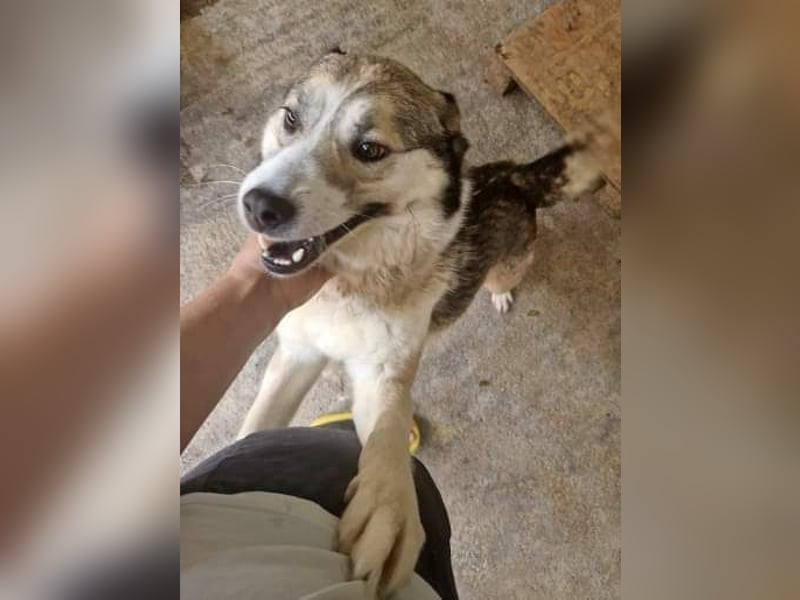 Charly (2), freundlich und neugierig