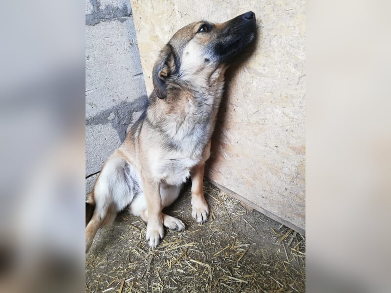 Kira, lieb und verspielt