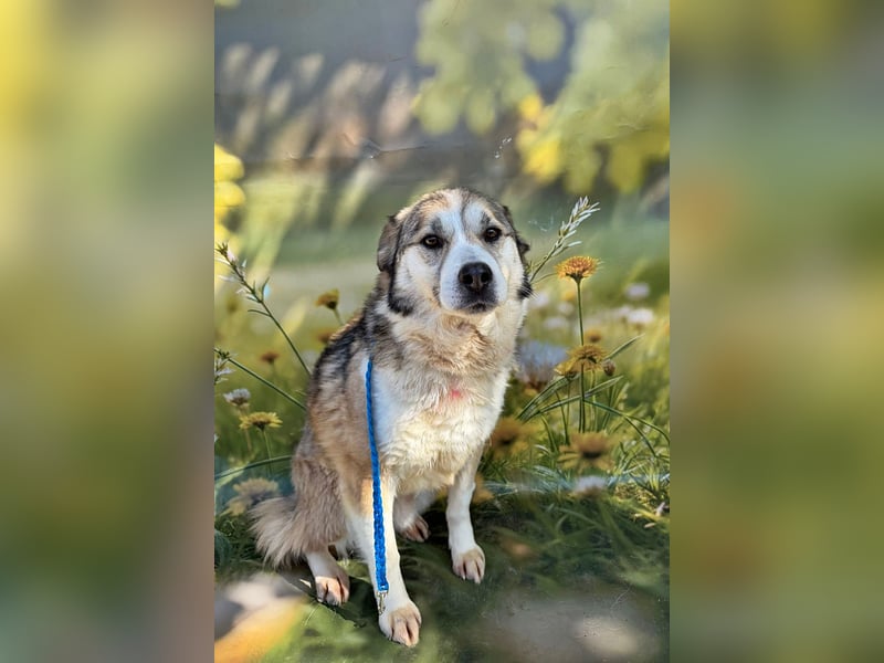 Charly (2), freundlich und neugierig