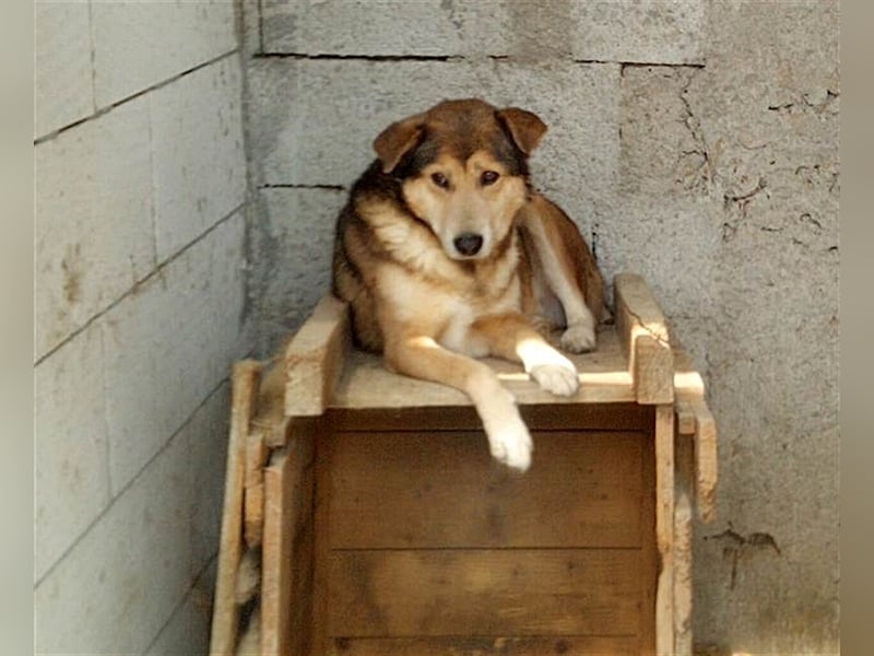 Kimba, sehr lieb aber etwas schüchtern