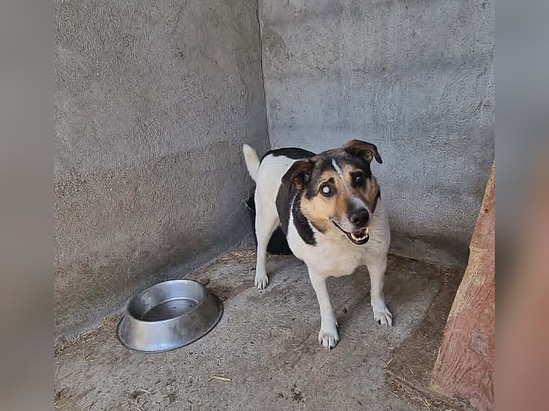 Leo 3, sucht einen Gnadenplatz