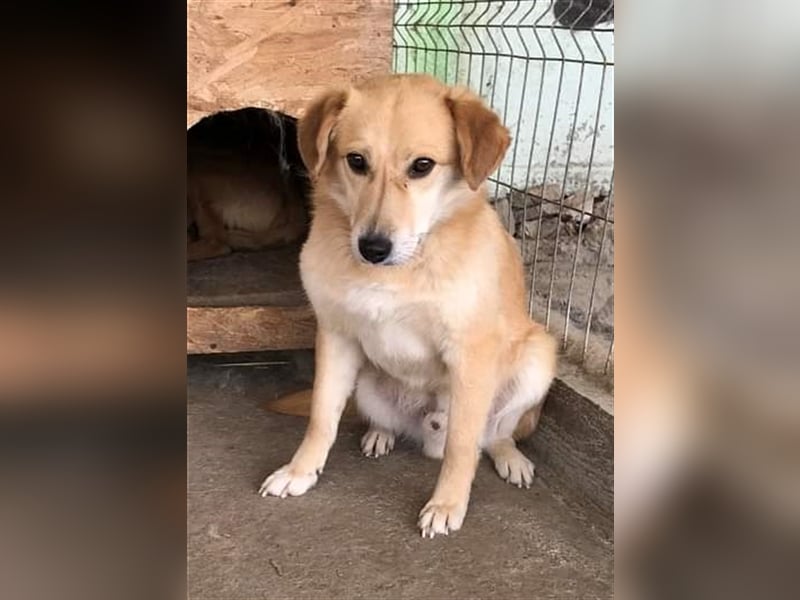 Nino, überfordert mit der Tierheimsituation, gestresst