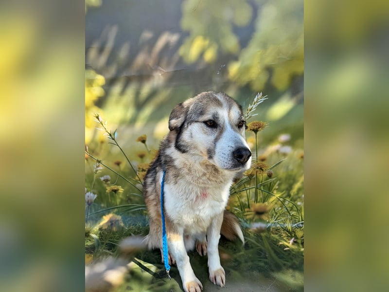 Charly (2), freundlich und neugierig