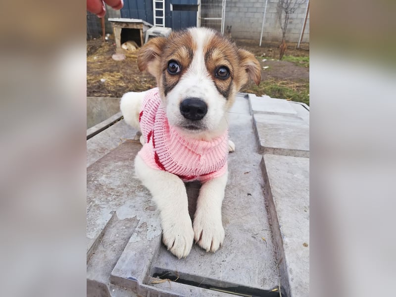 Sandy * reserviert *