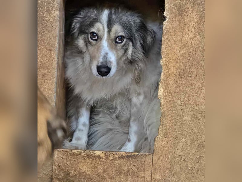 Carlotta, sucht einen Gnadenplatz