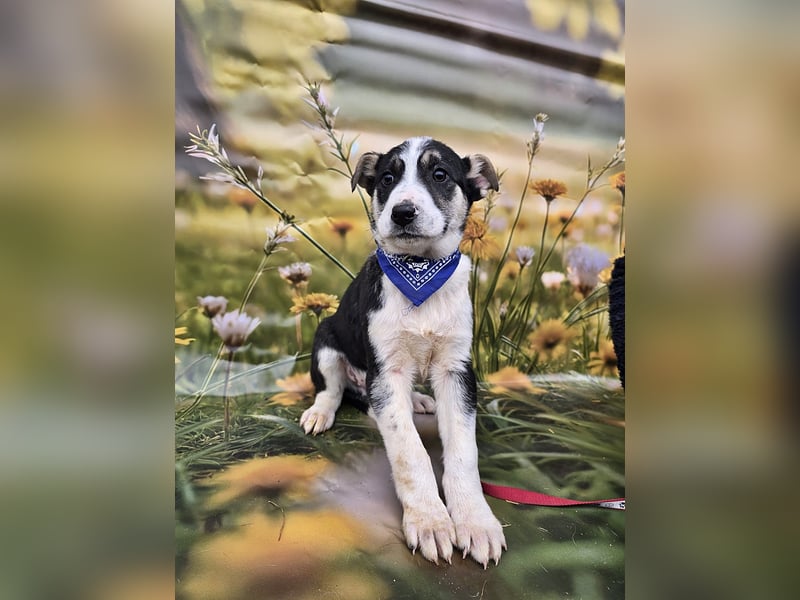 Joey, kleiner Herzensbrecher