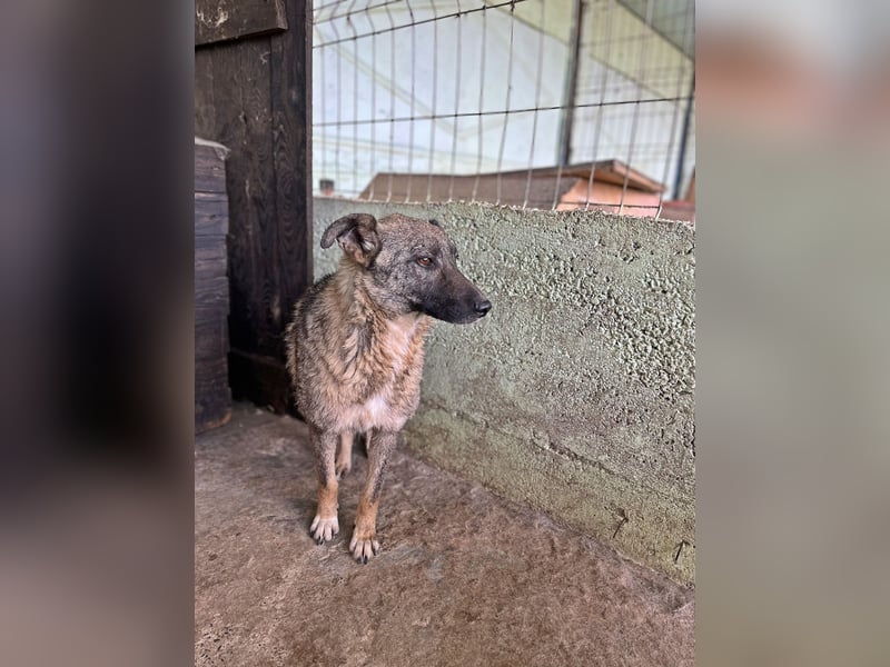Nala, freundlich, schüchtern und zurückhaltend