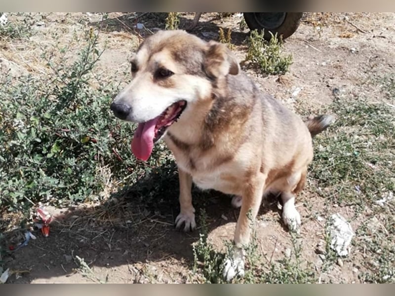 Kimba, sehr lieb aber etwas schüchtern