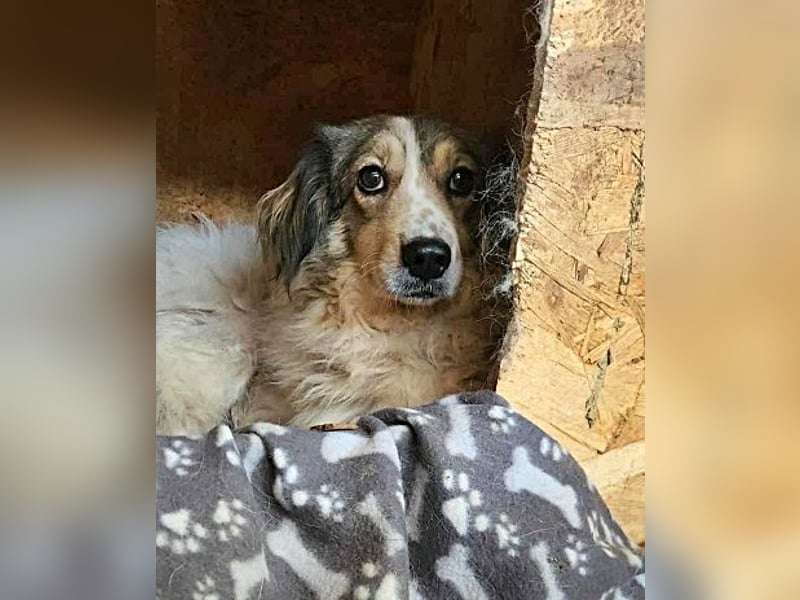 Carlotta, sucht einen Gnadenplatz