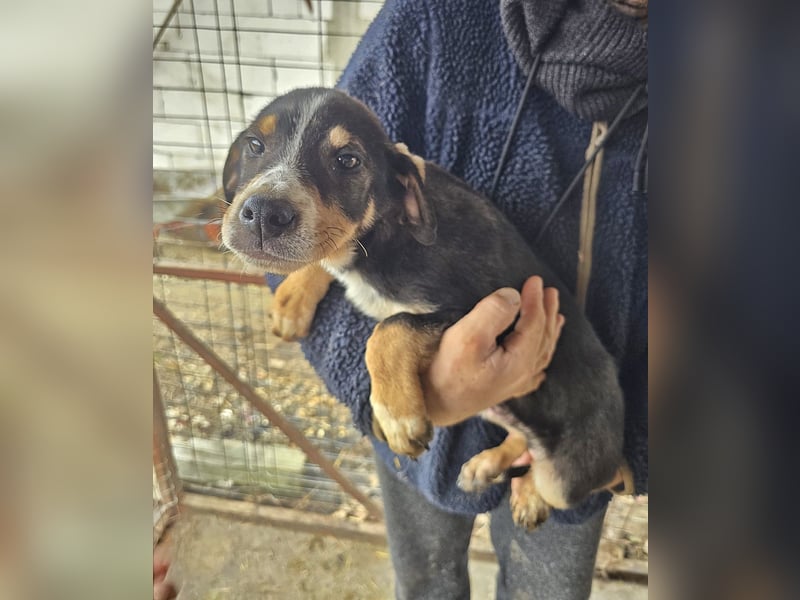 Paul wünscht sich ein Zuhause