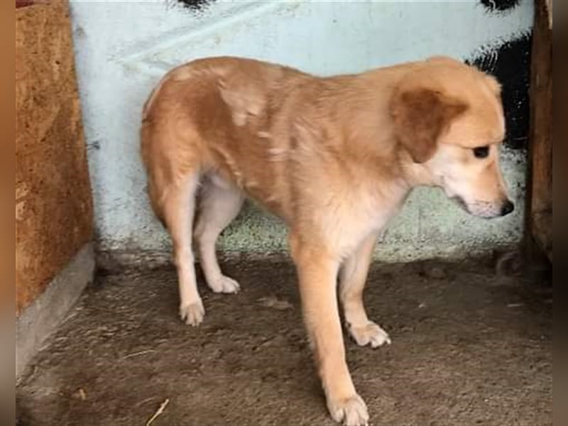 Nino, überfordert mit der Tierheimsituation, gestresst