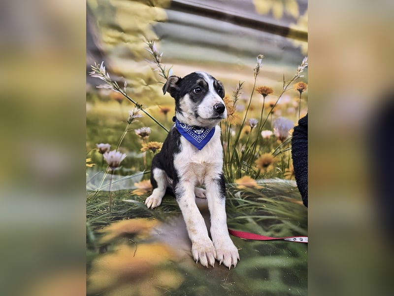 Joey, kleiner Herzensbrecher