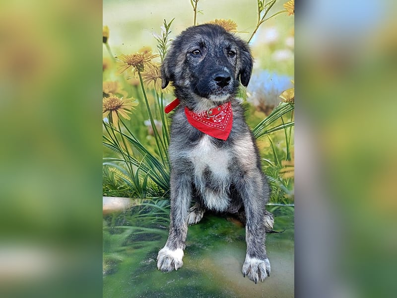 Xena, abenteuerlustiges Welpenmädchen