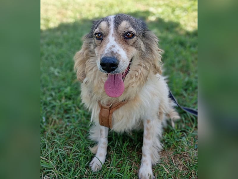Carlotta, sucht einen Gnadenplatz