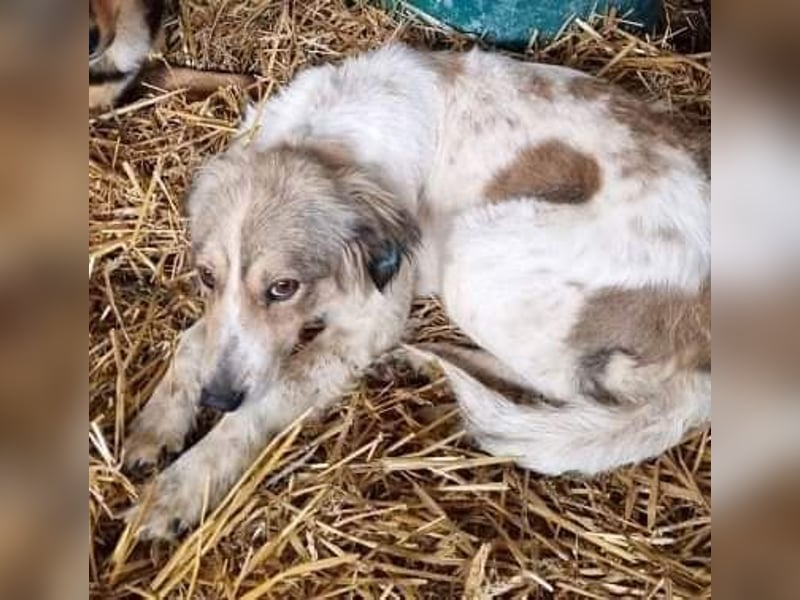 Carlotta, sucht einen Gnadenplatz