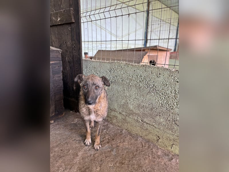 Nala, freundlich, schüchtern und zurückhaltend