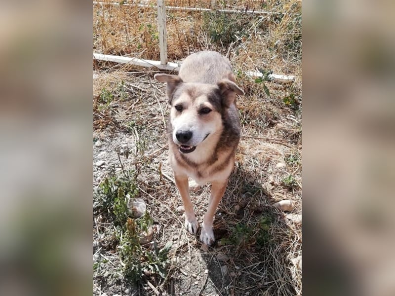 Kimba, sehr lieb aber etwas schüchtern