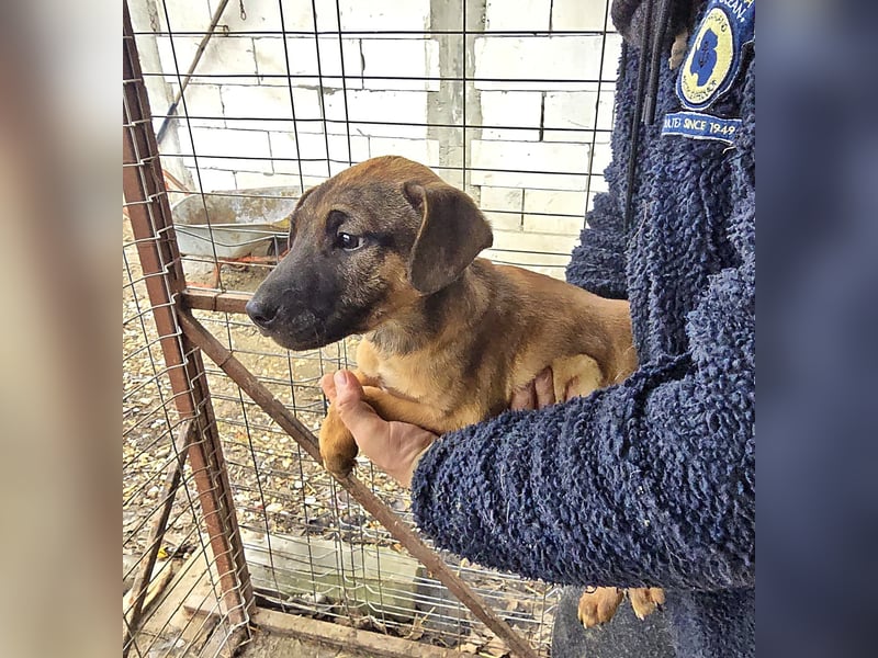 Lulu lustiges Welpenmädchen