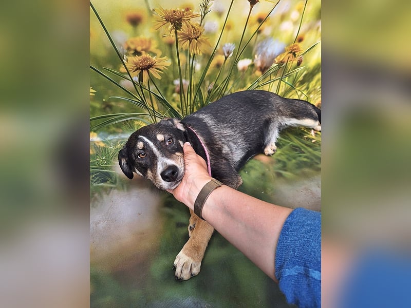 Nelly, sensible junge Hündin sucht ihr Glück