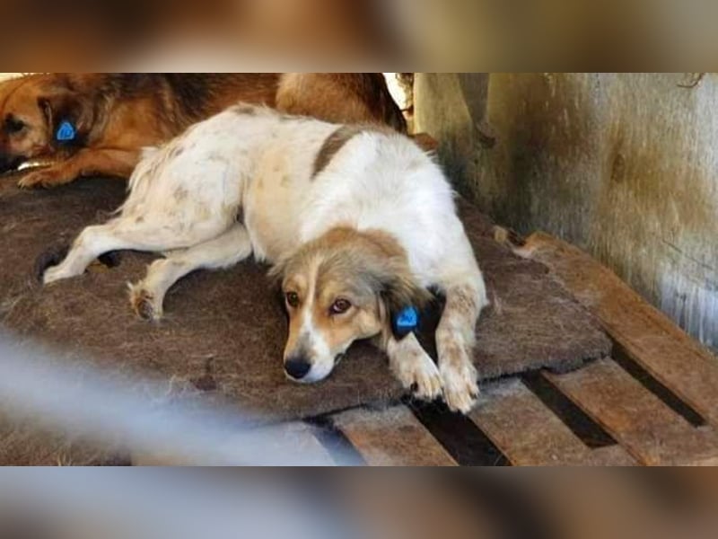 Carlotta, sucht einen Gnadenplatz