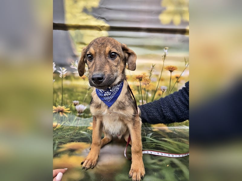 Boomer sucht das Abenteuer