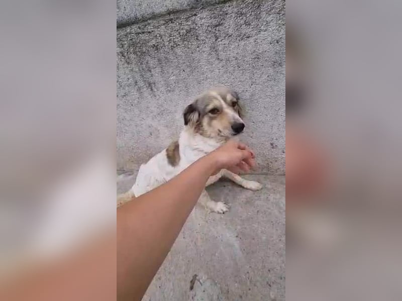 Carlotta, sucht einen Gnadenplatz