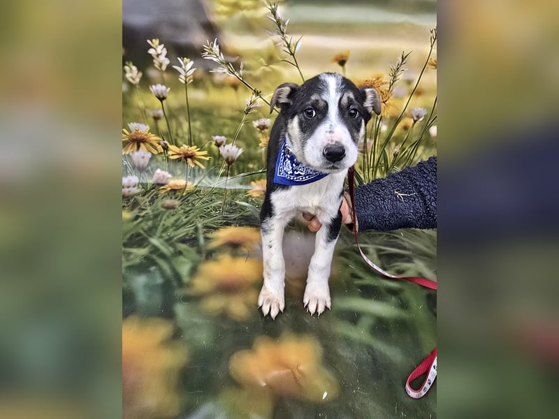 Joey, kleiner Herzensbrecher