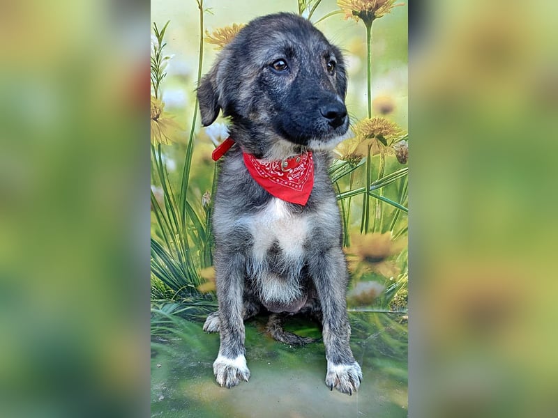 Xena, abenteuerlustiges Welpenmädchen