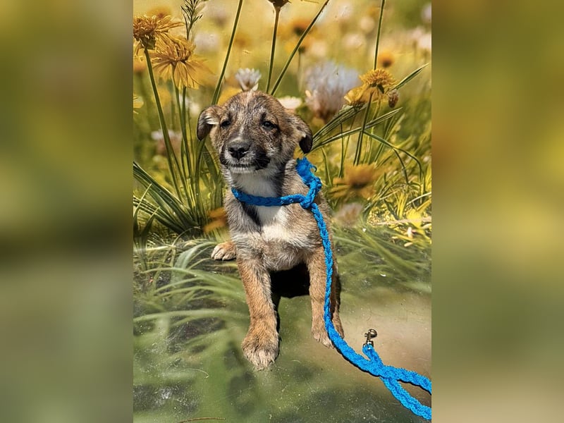 Peanut, neugierig und verspielt