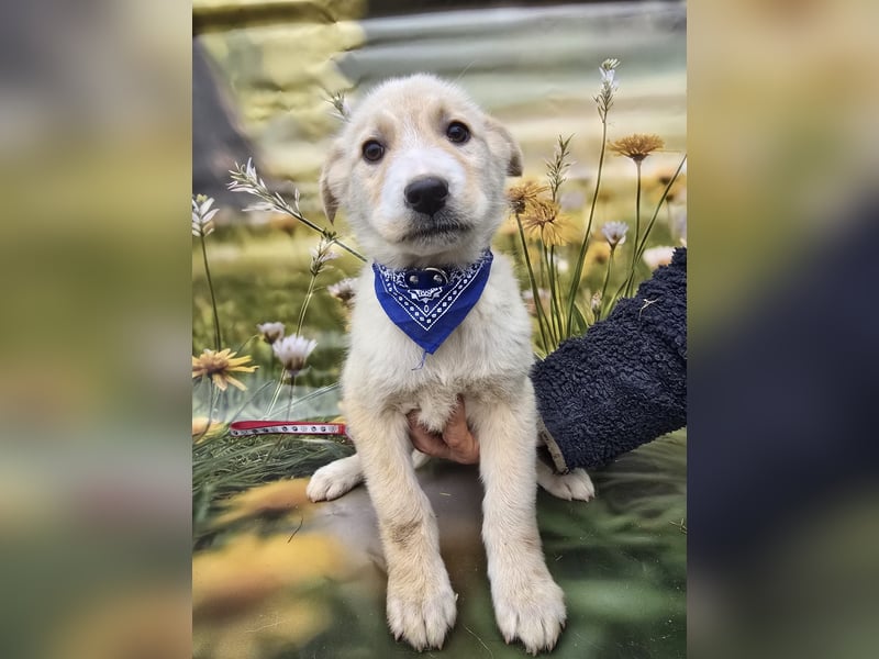 Kalle, sucht seine Menschen