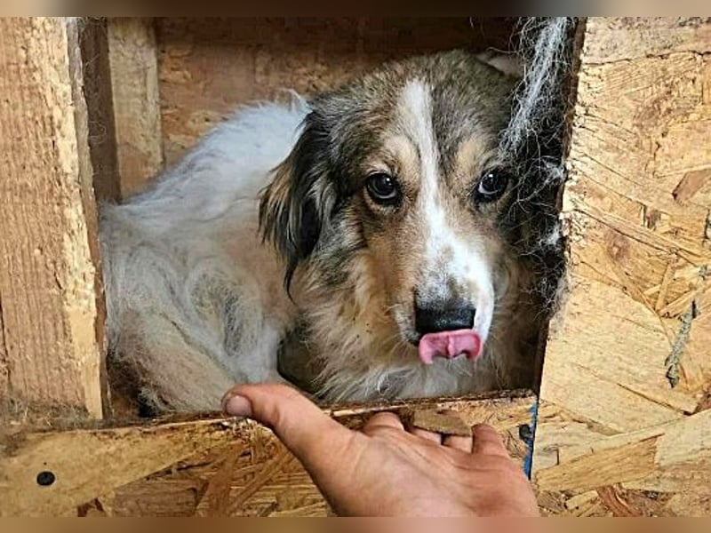 Carlotta, sucht einen Gnadenplatz