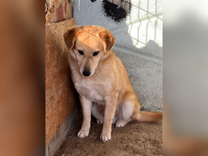 Nino, überfordert mit der Tierheimsituation, gestresst