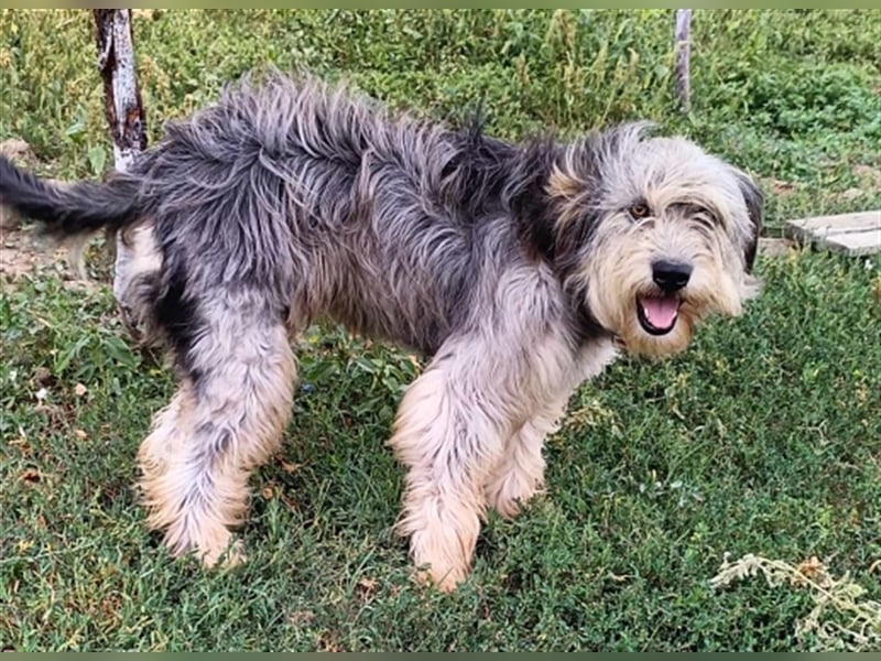 Akira, besonderes Hundemädchen sucht besondere Menschen