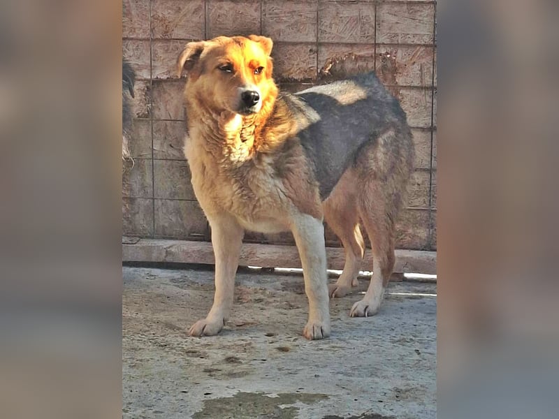 Naomi, ruhige und soziale Hündin