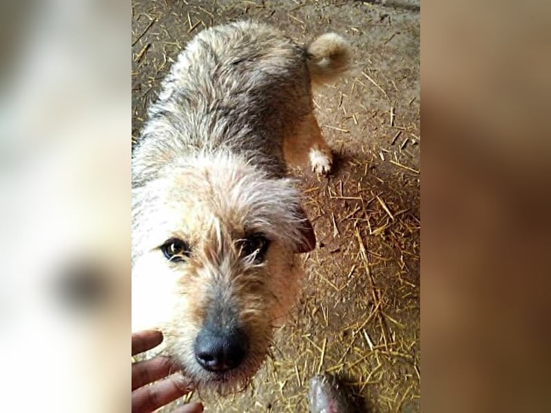 Benji, sehr freundlich