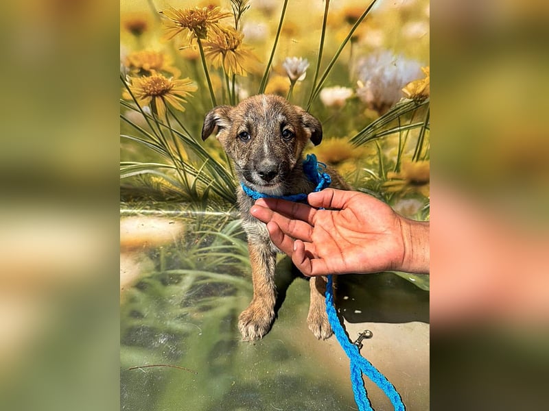 Peanut, neugierig und verspielt