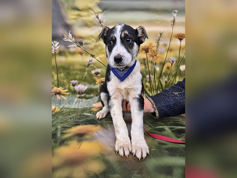 Joey, kleiner Herzensbrecher