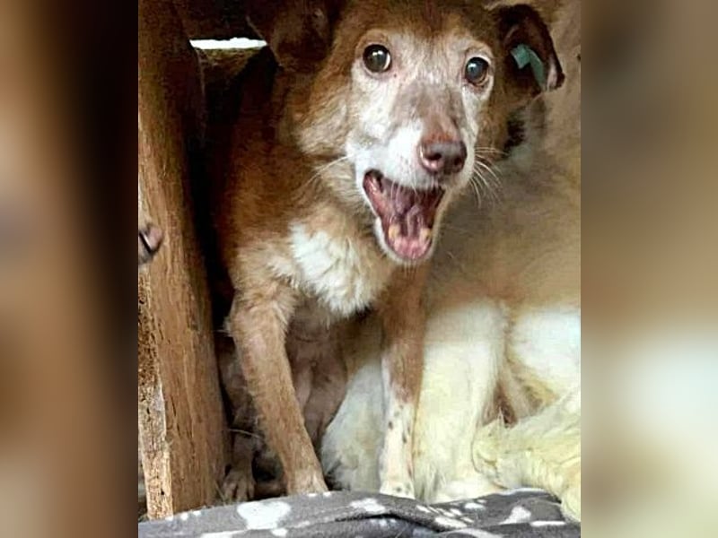 Lola ist eine Herausforderung