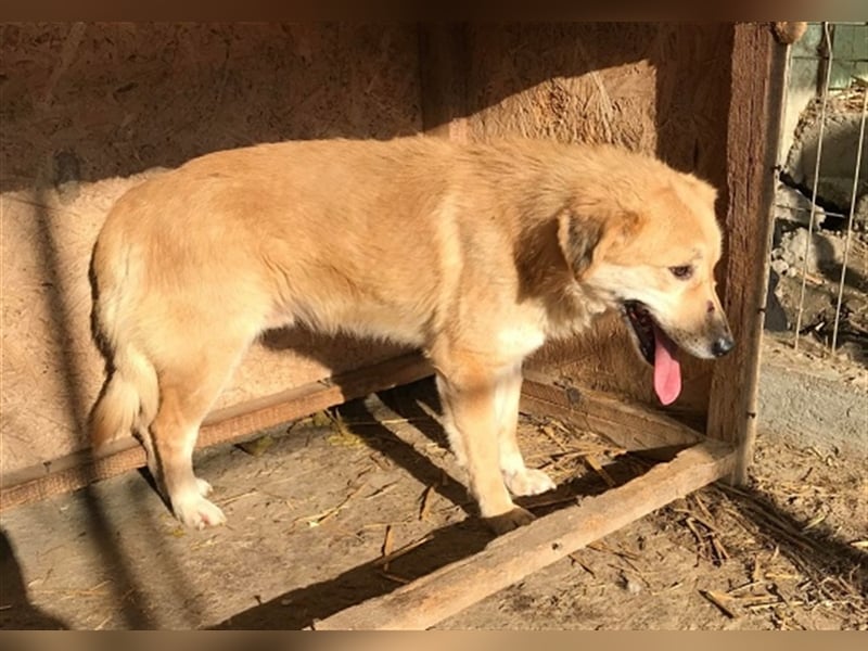 Nino, überfordert mit der Tierheimsituation, gestresst