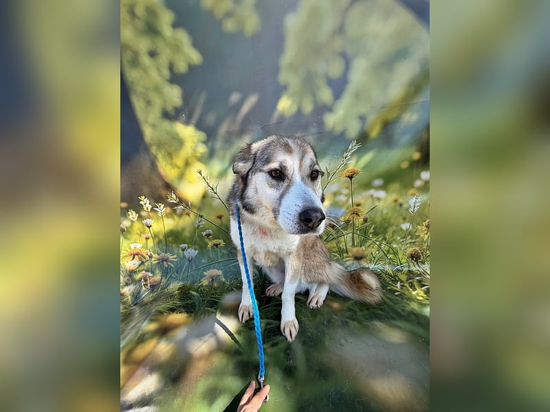 Charly (2), freundlich und neugierig