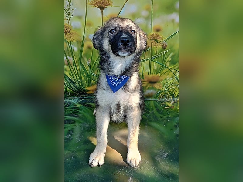 Mailo, verspielt und lieb