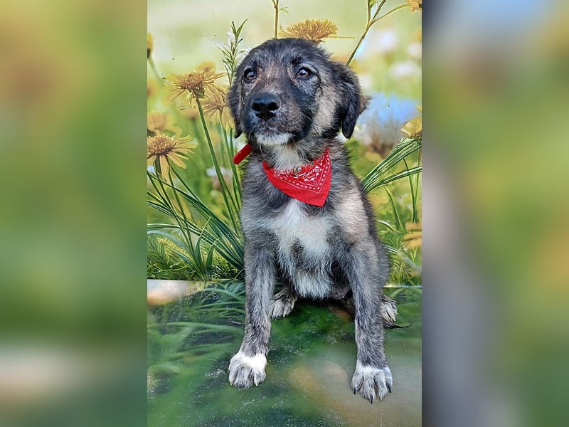 Xena, abenteuerlustiges Welpenmädchen