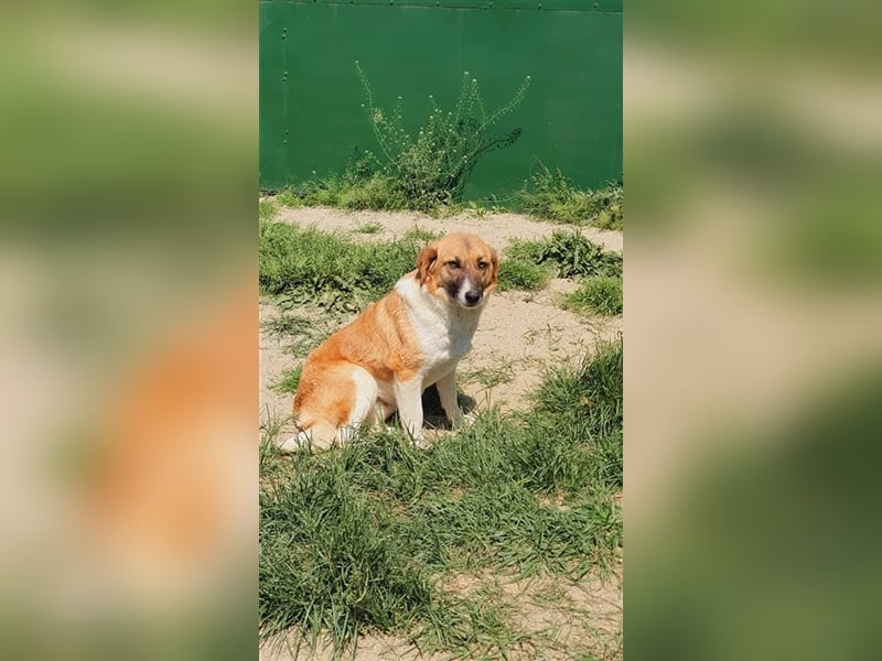 Alma wartet auf ihren Menschen