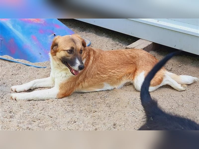 Alma wartet auf ihren Menschen