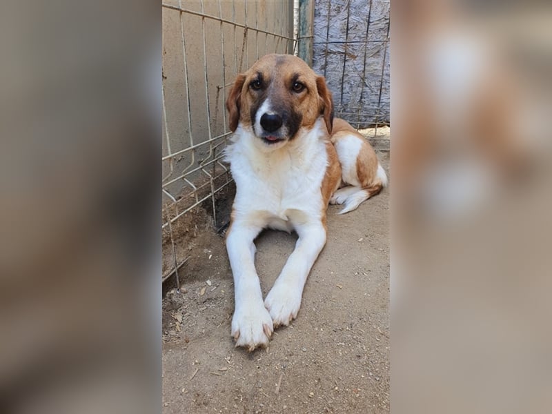 Alma wartet auf ihren Menschen