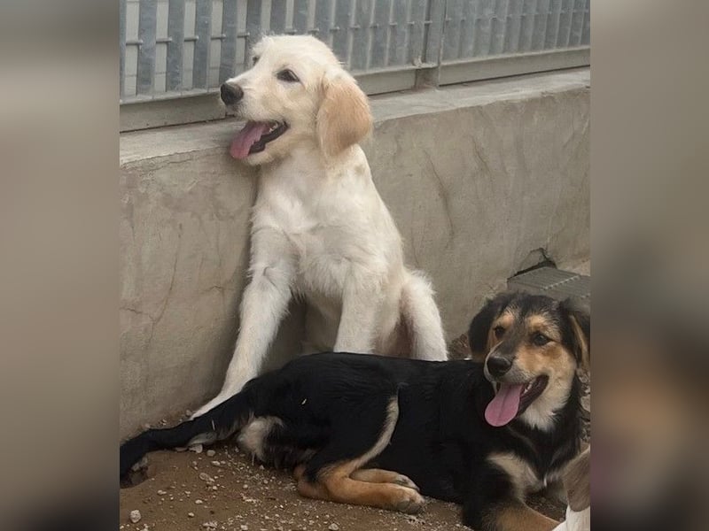 Bijou: perfekte Familienhündin