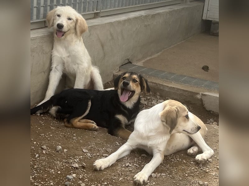 Bijou: perfekte Familienhündin