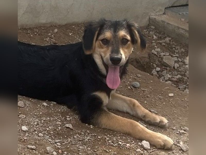 Bijou: perfekte Familienhündin