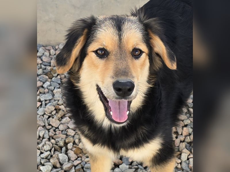 Bijou: perfekte Familienhündin